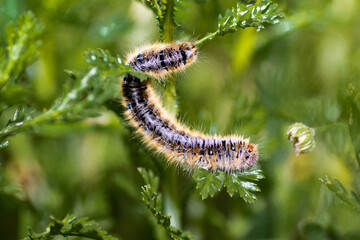 caterpillar on a leaf