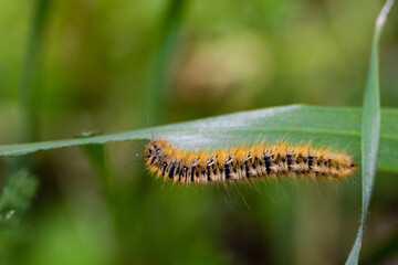 caterpillar on a leaf
