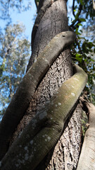 Fototapeta premium Trunk with roots rapped around