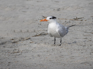 Elegant tern standing on a beach