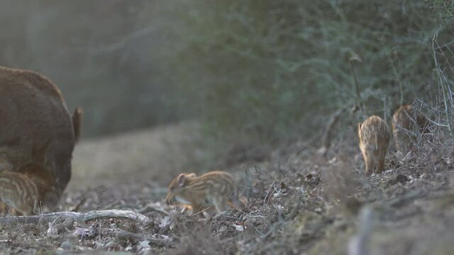Closeup young wild boars Sus scrofa calm piggy walking in dark wood. Wildlife tranquil scene of animals of long furry. Strong nose and well smell sense to search food in omnivorous mammal