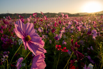 朝日をバックに花畑のピンクのコスモスの花のアップ