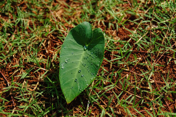 taro leaves with dewdrops on it are being held. Scientific name Colocasia esculenta