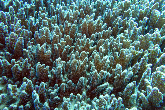 Finger-Lederkoralle Sinularia sp.