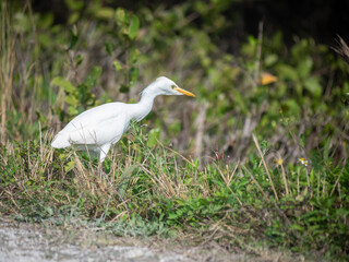Very cutte cattle egret looking for food