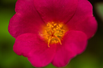 Naklejka premium potrait of a Portulaca grandiflora or moss rose flowers. Portulaca flowers with extrem blurry background
