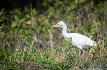 Obraz premium Very cutte cattle egret looking for food