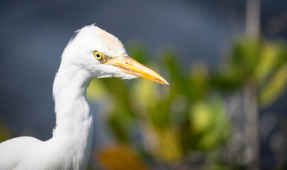 Very cutte cattle egret looking for food