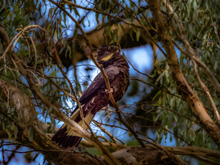 Black Cockatoo Head Up