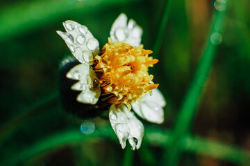 small yellow flower with white petals and dewdrop macro photographed