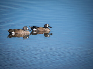 Blue-winged Teal duck in water