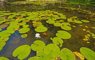Lily Pads on a Wilderness Lakeshore