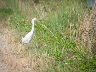 Fototapeta premium Snowy egret fishing near water