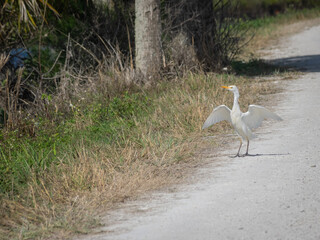 Catle egret standing on road