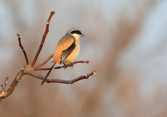 Long-tailed shrike (Lanius schach) in Japan