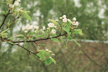 Natural spring background. Blooming branches of fruit trees in the garden