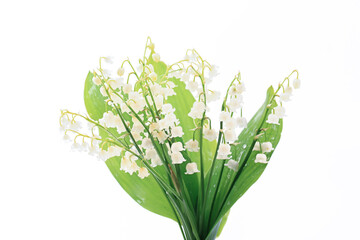 lilies of the valley on a white background