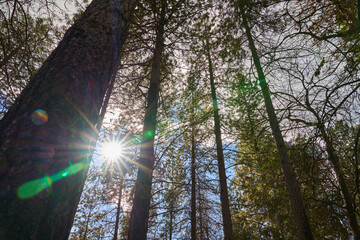 Sun Shining through the Forest Trees - Paradise California after the Campfires 