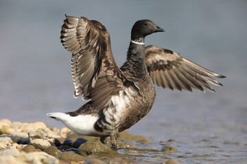 Brant goose (Branta bernicla orientalis) in Japan