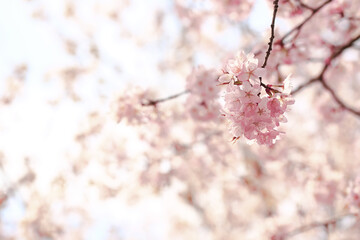 Soft spring background, blur. Blossoming branches of cherry sakura. Copy space.