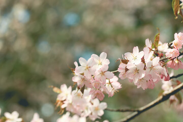 Soft spring background, blur. Blossoming branches of cherry sakura. Copy space.
