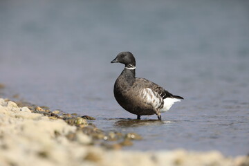 Brant goose (Branta bernicla orientalis) in Japan