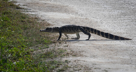 Little American Alligator crossing the road