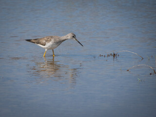 Greater Yellow legs in water