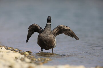 Brant goose (Branta bernicla orientalis) in Japan
