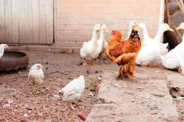 hens walking around the yard, barnyard on a farm for breeding poultry