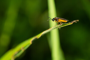 bug on a leaf