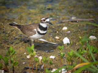 Wildlife in nature