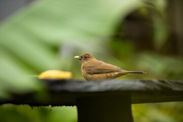 Clay-colored Thrush, National Bird of Costa Rica.