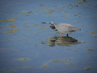 Tricolored heron in breeding plumage