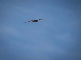 Osprey bird in flight