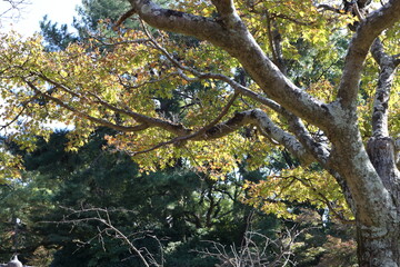 tree in spring