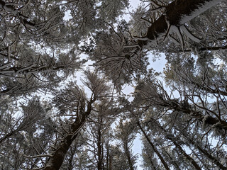 Snow, Tree, Look Up