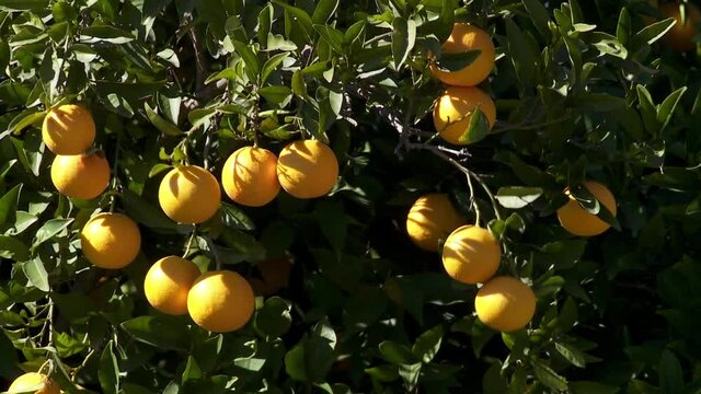 orange tree 