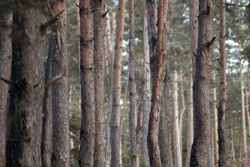 Deep wood duting daytime in winter. Winter forest.