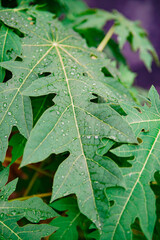 papaya leaves with dew drops