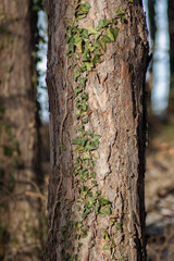 Obraz premium Climbing fig. Ivy growing over the tree trunk. Deep green colors.