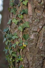 Climbing fig. Ivy growing over the tree trunk. Deep green colors.