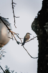 bird on a branch
