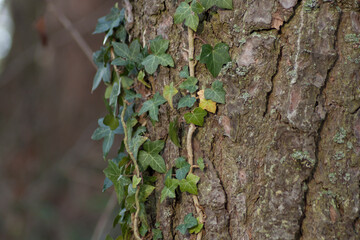 Climbing fig. Ivy growing over the tree trunk. Deep green colors.