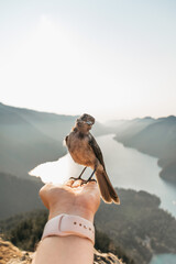 Bird sitting on the palm of a hand