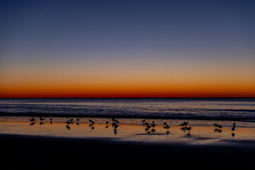 Pre Sunrise on Beach with Birds