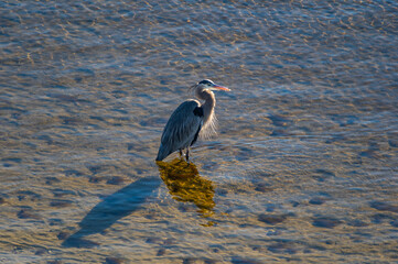Great Blue Heron Wading in Sunlight (Breeding Plumage)