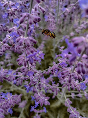 A little wasp flying and pollinating the lavender flowers during a summer day