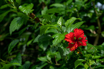 Chinese Hibiscus a species of Rose Mallows . Red flower with copy space 