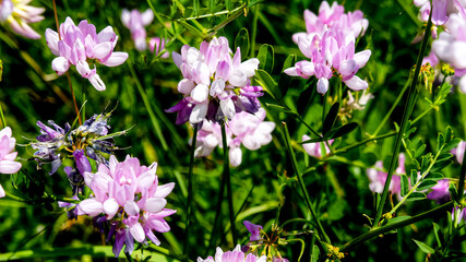 little pink flowers close up. flowers of Securigera varia or Coronilla Varia in summer. commonly known as crownvetch or purple crown vetch. mountains and wild field flowers